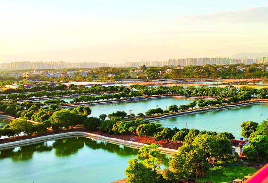     惠州市級(jí)水產(chǎn)產(chǎn)業(yè)園財(cái)興基地連片魚塘甚是壯觀?；葜萑?qǐng)?bào)記者朱金贊 攝