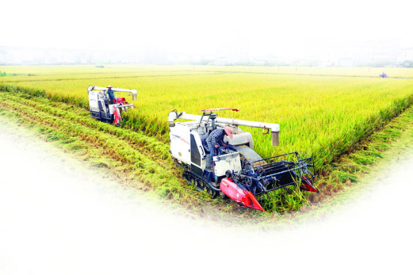     石灣將以絲苗米產(chǎn)業(yè)園為依托加快農(nóng)業(yè)現(xiàn)代化。