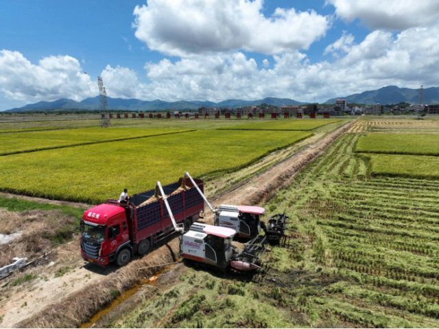 農(nóng)業(yè)企業(yè)在種植基地收割稻谷