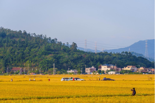 市民和游客來竹園村觀賞豐收美景 